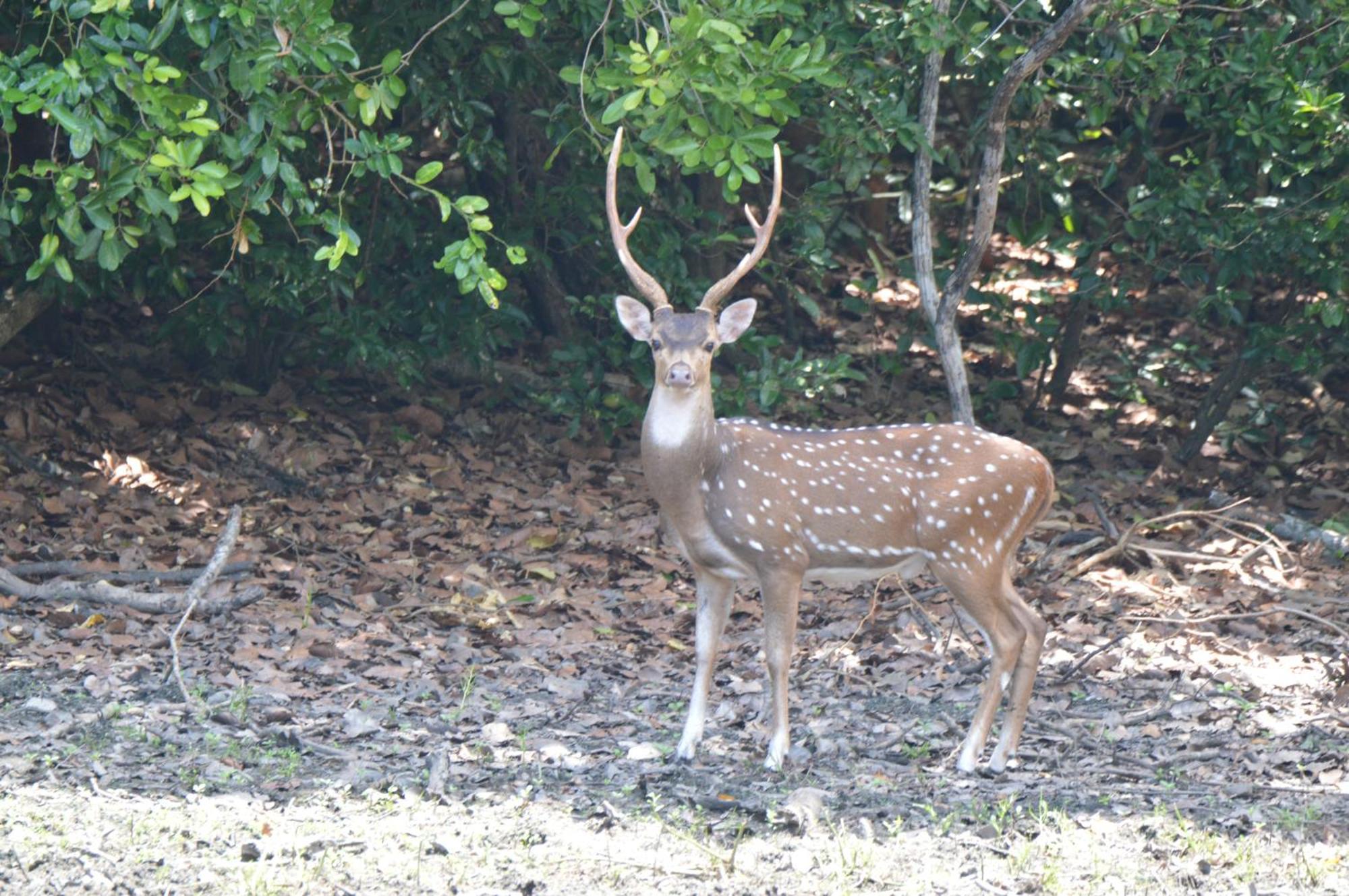 Priyanna Guest, Forest View Polonnaruwa Exterior foto